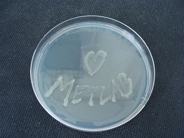 Metlab Mikrobiologie