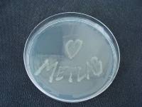 Metlab Mikrobiologie